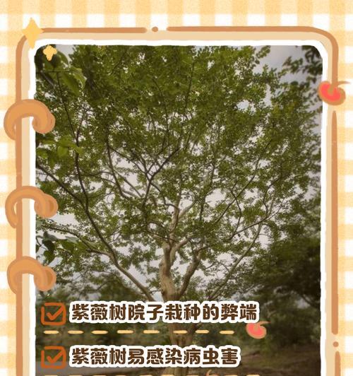 紫薇最佳移栽时间是什么时候？移栽后如何护理？