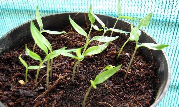 家庭盆栽适合种植哪些蔬菜？