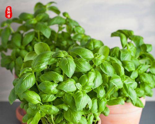 家庭盆栽适合种植哪些蔬菜？