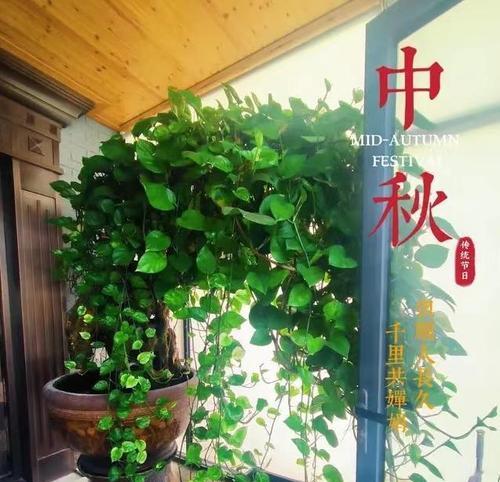 绿萝缠绕技巧有哪些？
