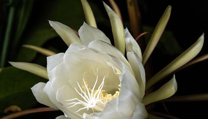 昙花冬季养护需要注意什么？如何过冬？
