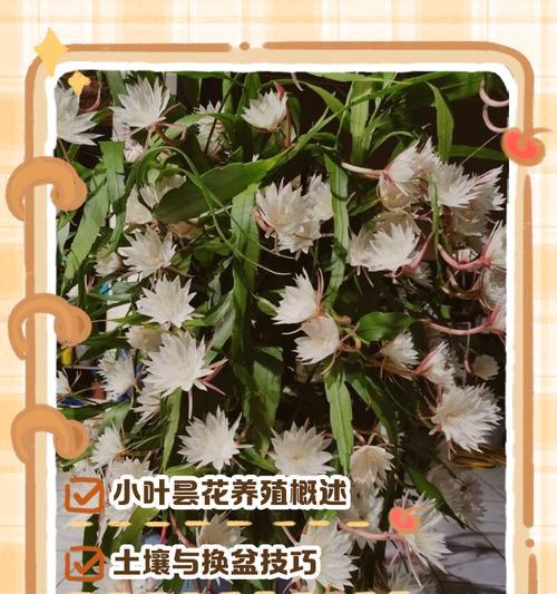 昙花冬季养护需要注意什么？如何过冬？