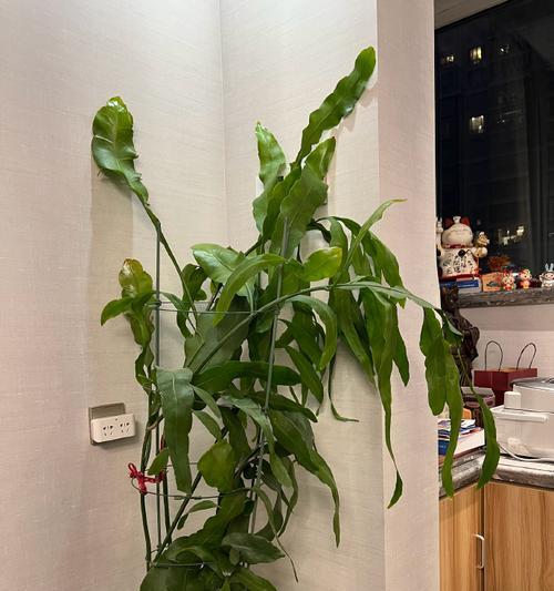 昙花冬季养护需要注意什么？如何过冬？