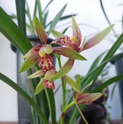 兰花有哪些优质品种？兰花品种的选择和养护方法是什么？