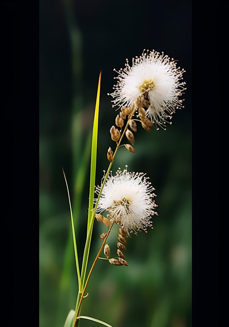 海里生长的草本植物有哪些？