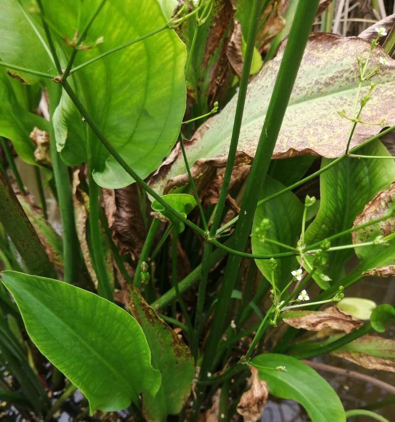 海里生长的草本植物有哪些？