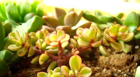 花上小飞虫的防治方法？如何保持植物健康？