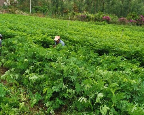 合欢树种植方法是什么？