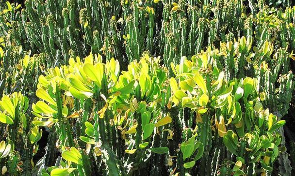 麒麟植物的养殖技巧有哪些？如何让麒麟植物更健康？