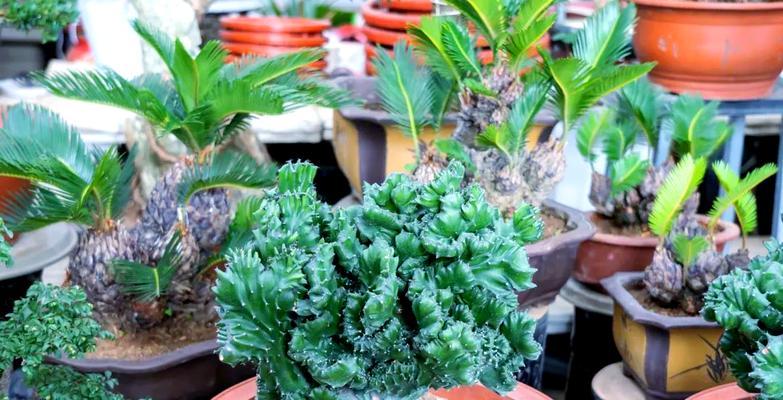 麒麟植物的养殖技巧有哪些？如何让麒麟植物更健康？