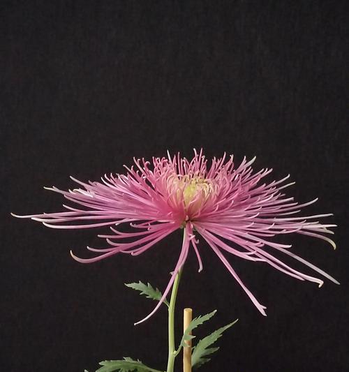 菊花像什么花？菊花的品种和特点是什么？