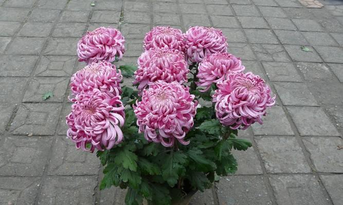 菊花像什么花？菊花的品种和特点是什么？