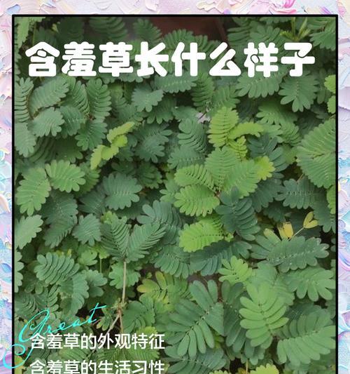 含羞草茎的形态特征是什么？