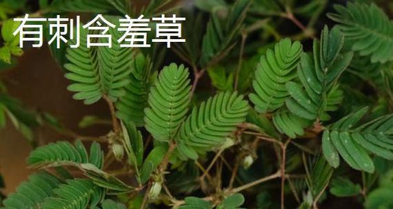 含羞草茎的形态特征是什么？