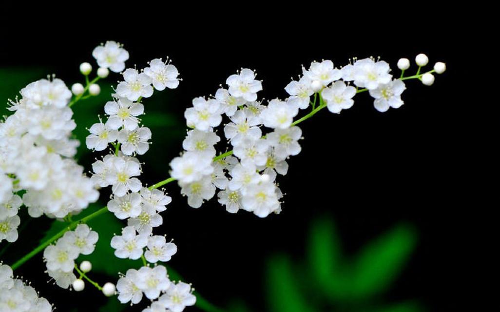 珍珠梅的花期是什么时候？
