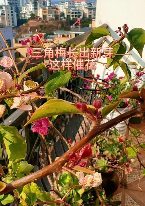 怎么判断三角梅的花芽？有哪些特征可以观察？