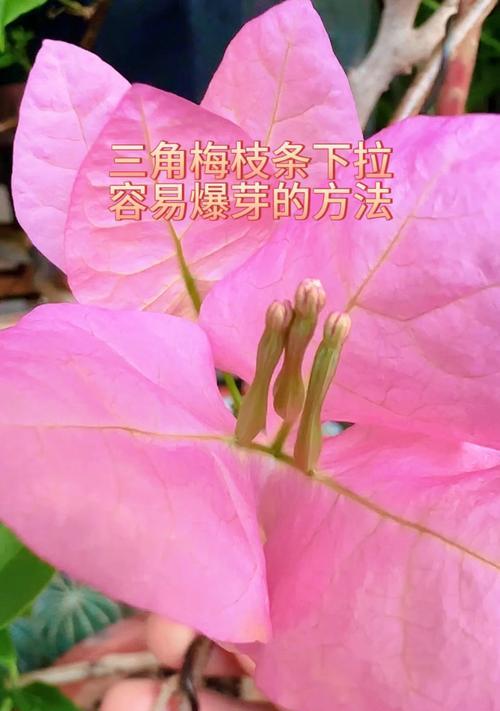 怎么判断三角梅的花芽？有哪些特征可以观察？