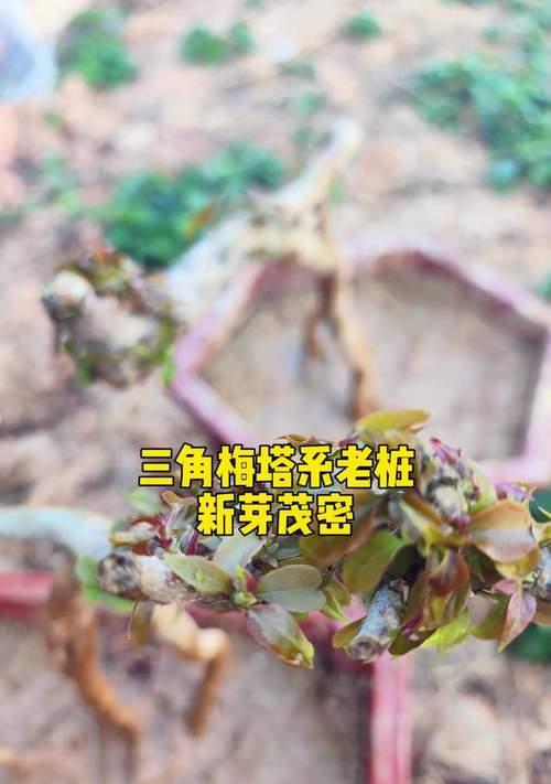 怎么判断三角梅的花芽？有哪些特征可以观察？