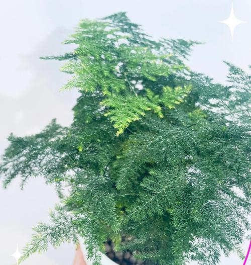 文竹分盆的最佳时机是什么时候？步骤是怎样的？