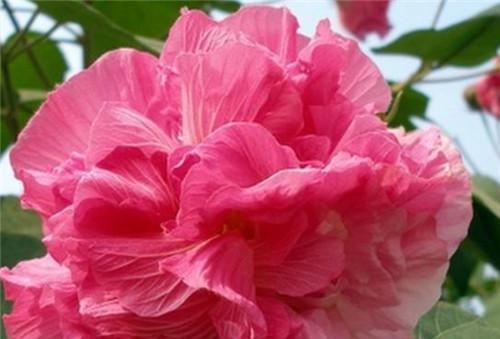 芙蓉花用什么肥料？芙蓉花生长所需的肥料种类和施肥技巧？