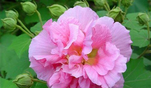 芙蓉花用什么肥料？芙蓉花生长所需的肥料种类和施肥技巧？