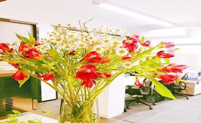 办公桌上适合摆放哪种花卉？