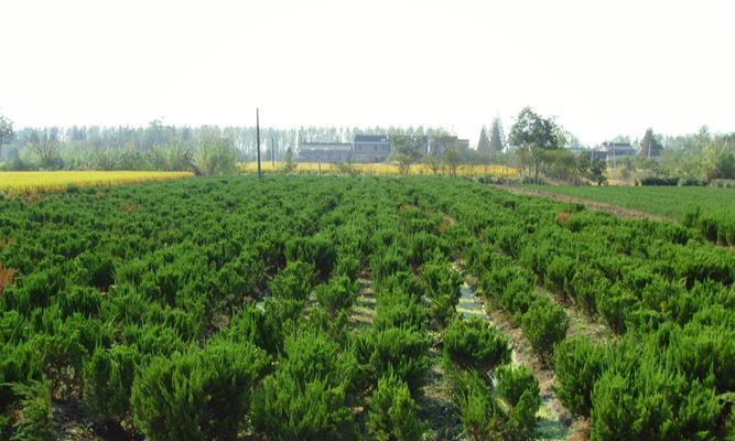 水中添加什么物质对植物生长有益？