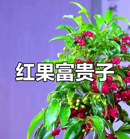 红果盆景的养护方法和常见问题？