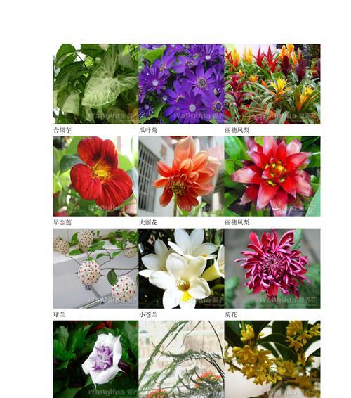有什么花？常见的观赏花种类有哪些？