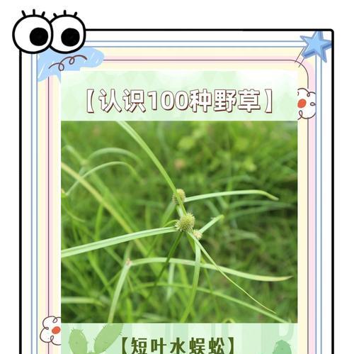 蜈蚣草修剪方法是什么？蜈蚣草修剪有哪些好处？