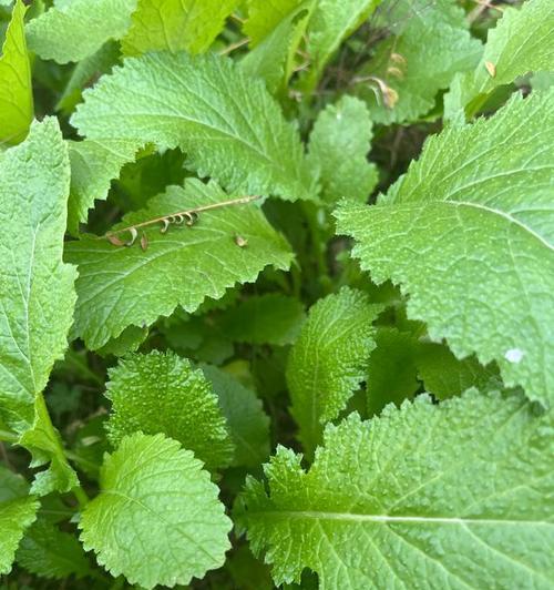 芥菜花长什么样？它有什么特别之处？