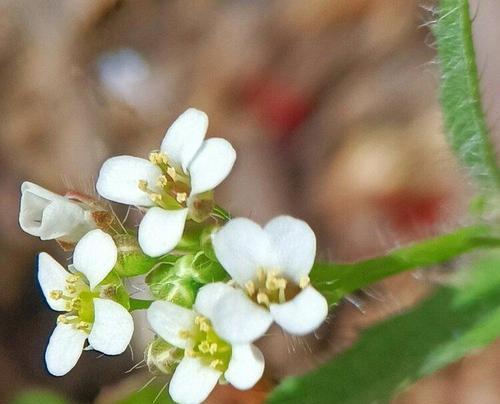 芥菜花长什么样？它有什么特别之处？