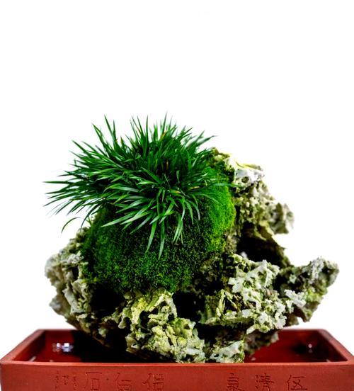 菖蒲有什么作用？菖蒲在园艺和文化中的意义是什么？