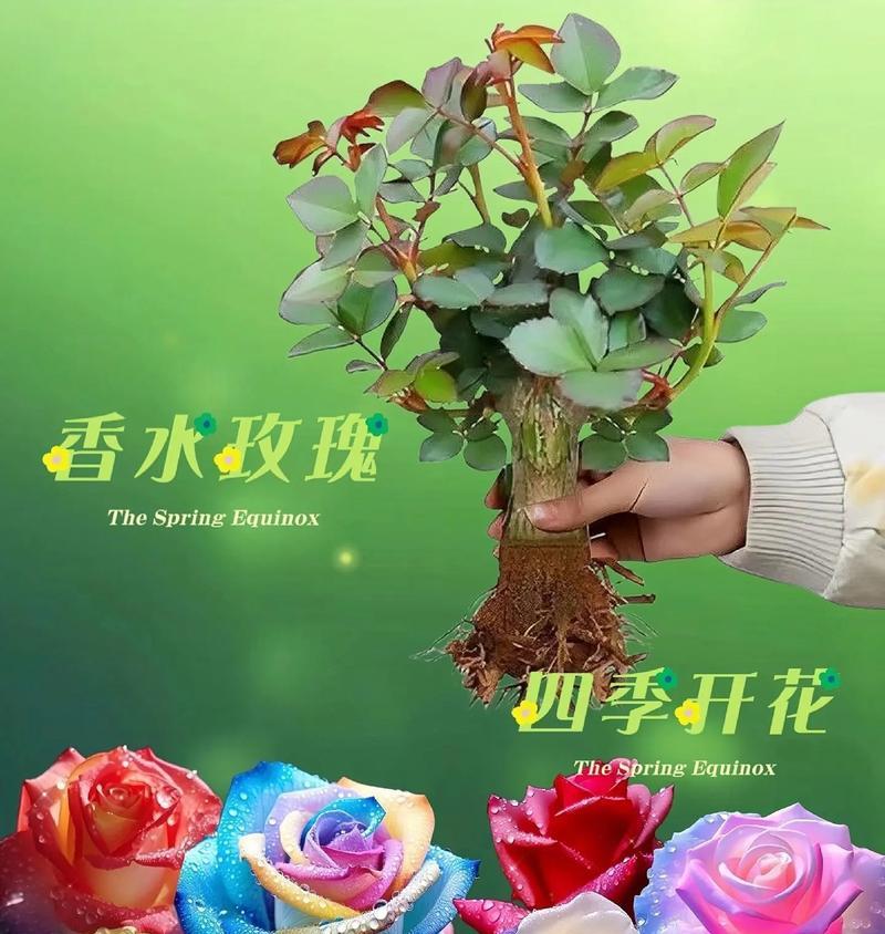 盆栽玫瑰的种植技巧是什么？如何保持花开不断？