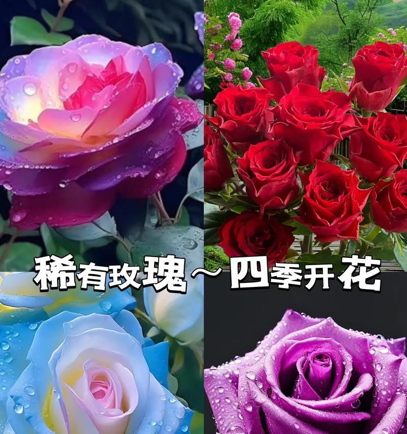 盆栽玫瑰的种植技巧是什么？如何保持花开不断？