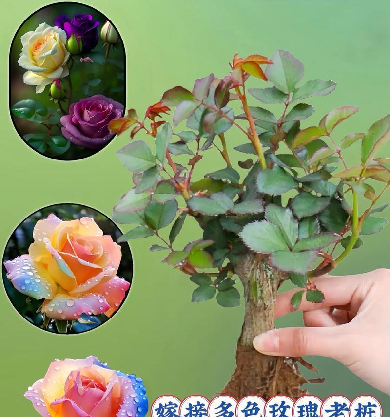 盆栽玫瑰的种植技巧是什么？如何保持花开不断？
