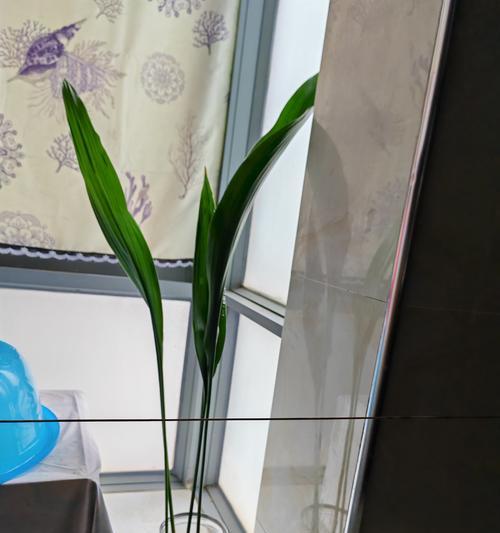 一叶兰适合什么花盆？一叶兰的花盆选择建议是什么？