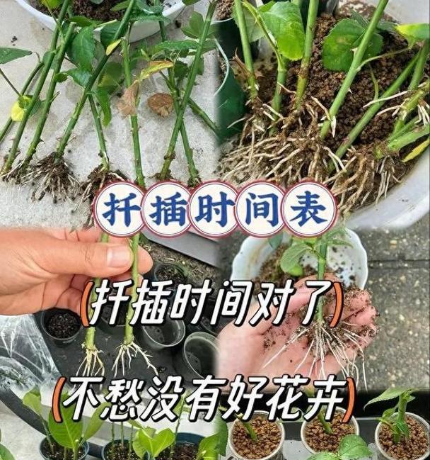 昙花扦插的正确步骤是什么？如何提高昙花扦插的成活率？