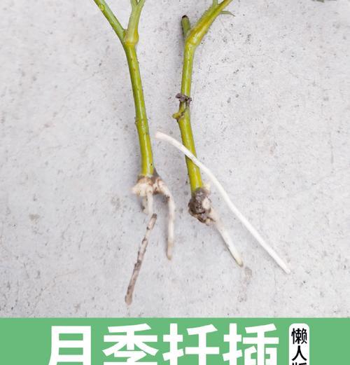 昙花扦插的正确步骤是什么？如何提高昙花扦插的成活率？