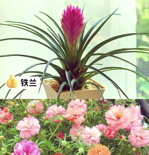 六月有哪些花卉盛开？夏天种什么花最适宜？