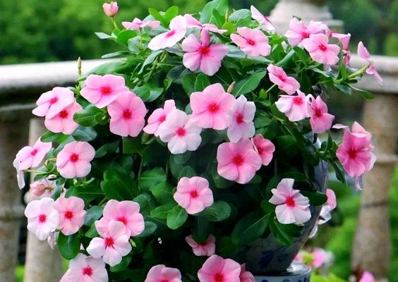 六月有哪些花卉盛开？夏天种什么花最适宜？