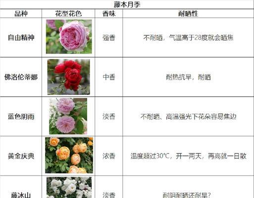 月季花籽播种的正确方法和注意事项是什么？