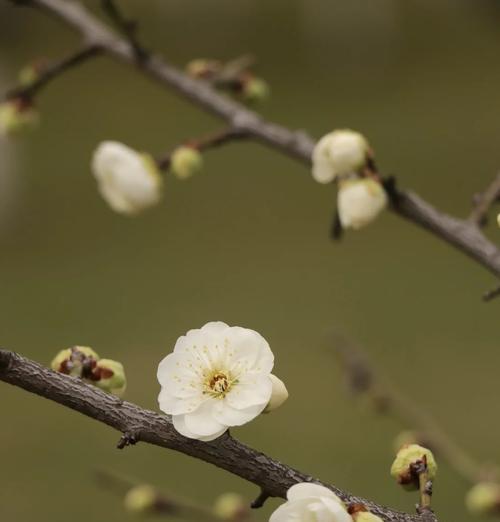 白梅的开花季节是什么时候？如何进行养护管理？