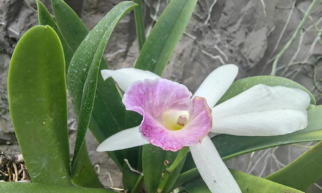 兰花珍贵品种有哪些？如何鉴别兰花的品质？