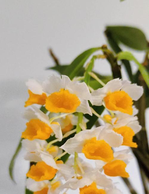 球花石斛不开花的原因是什么？