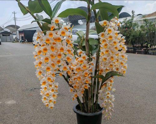 球花石斛不开花的原因是什么？