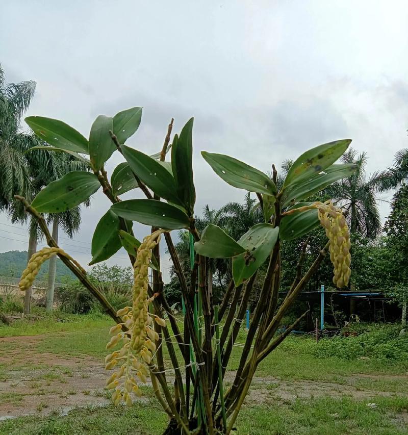 球花石斛不开花的原因是什么？