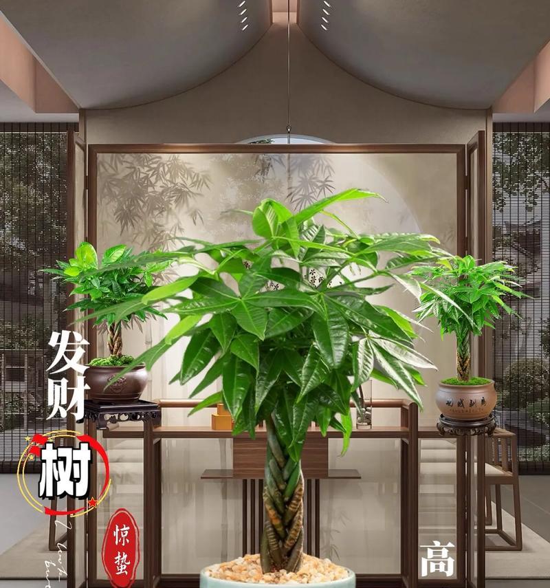 种八叶树用什么盆？八叶树的盆栽选择和种植技巧？