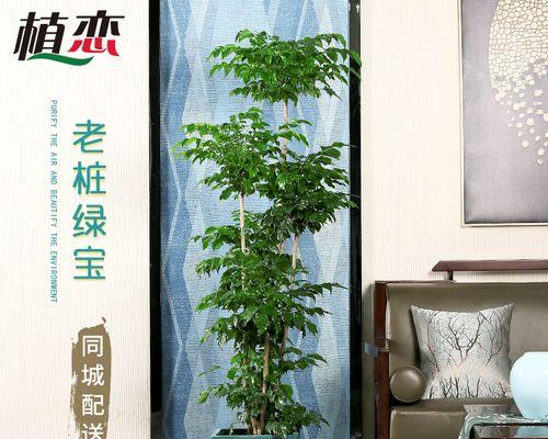 种八叶树用什么盆？八叶树的盆栽选择和种植技巧？