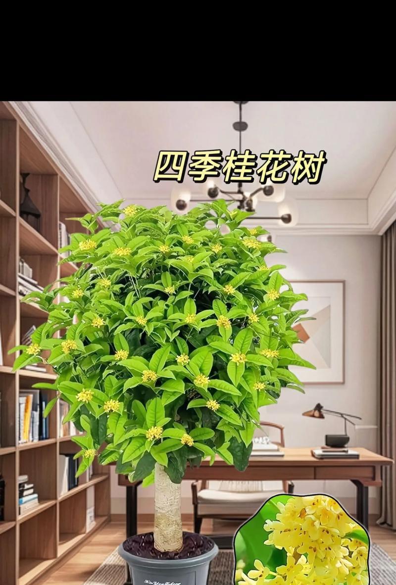 种八叶树用什么盆？八叶树的盆栽选择和种植技巧？